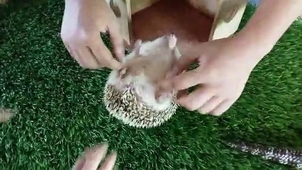 This mini hedgehog loves being tickled