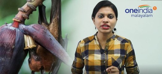 നിപ്പ വൈറസിനെ ഇങ്ങനെയൊക്കെ പ്രതിരോധിക്കാം | Oneindia Malayalam