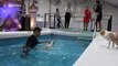 Dogs make a splash in diving competition at Thai pet show
