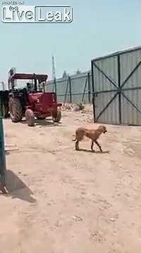 Chantier : les freins du tracteur lâchent... FAIL