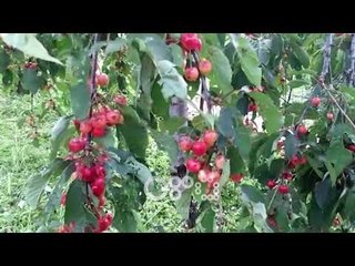 RTV Ora - Breshëri dëmton pemtarinë e Elbasanit, probleme edhe në qarkullim