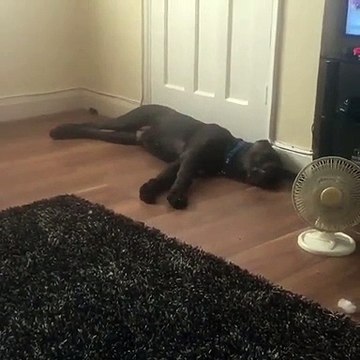 Chaleur : ce chien aboie quand le ventilateur s'éloigne de lui !