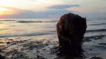 Douche d'un castor dans l'océan au bord de la plage !