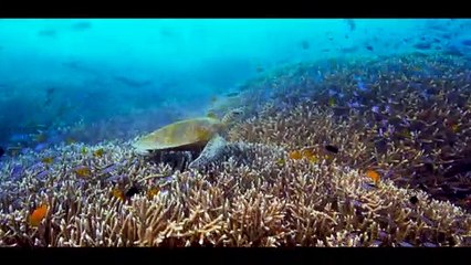 Scuber: El servicio de Uber submarino para explorar la Gran Barrera de Coral