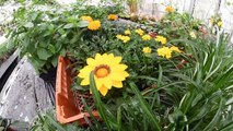 Chamonix : les secrets des jardiniers des serres municipales