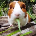 La machine à manger de ce hamster ne semble pas fonctionner correctement aujourd'hui. Trop drôle !