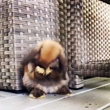 Regardez la réaction de ce lapin quand il finit de se laver !