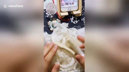 Chinese girl uses wool to make lifelike pet dog for owner
