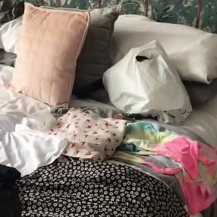 Ce chaton a trouvé un nouveau jeu qui le fascine. Admirez !