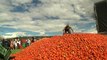 Watch: Locals paint the town red in Colombia tomato throwing festival