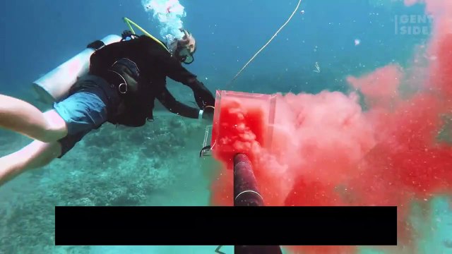 Gli squali sono attirati dal sangue umano? Ecco l’esperimento