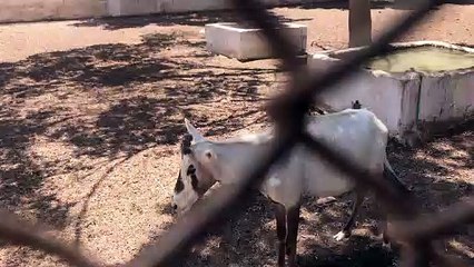 Scimitar-horned Oryx
