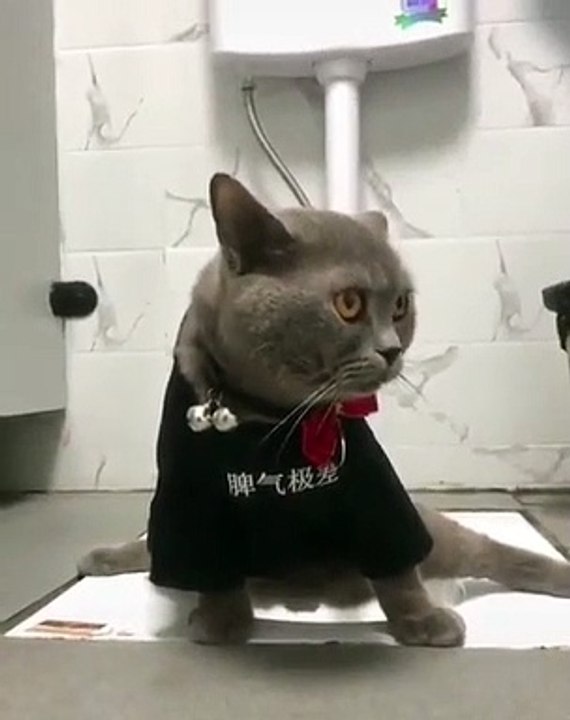 Ce chat sait comment s’asseoir sur une chaise anglaise. A mourir de rire !