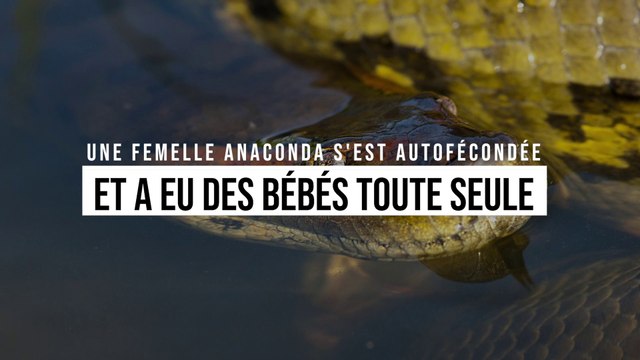 Une femelle anaconda s'est autofécondée et a eu des bébés toute seule