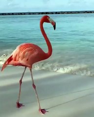 Admirez ce Flamant Rose dansant sur la plage. Splendide !