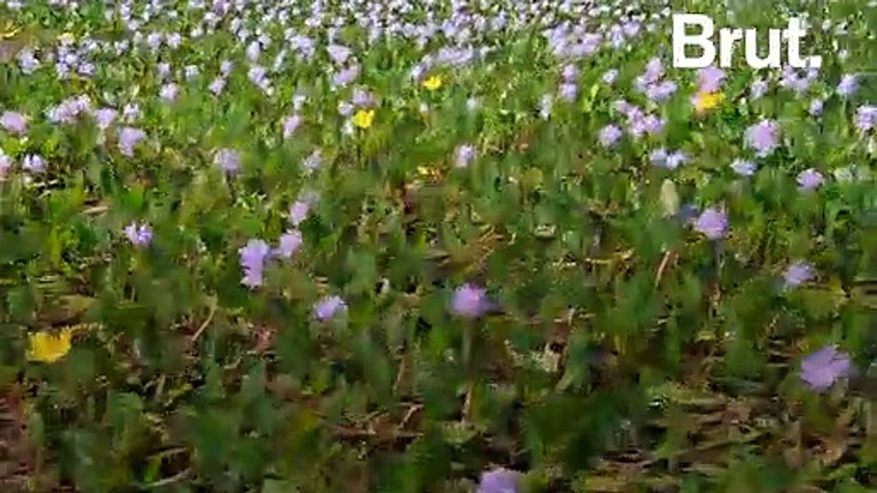 La jacinthe d'eau, une plante invasive aux vertus écologiques prometteuses