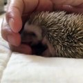 Ce bébé hérisson est trop mignon. Admirez le !