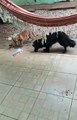 Un chien joue avec un rat mort