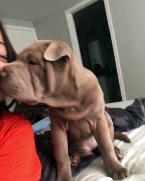 Ce chien Sharpei fait des bisous à sa maman pour lui dire bonjour !