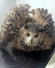 Ce hibou grand duc est très imposant. Admirez !