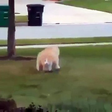 Ce chat est vraiment énorme. Vous n'allez pas en croire vos yeux !