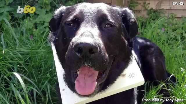 Puzzled Pooch Needs Rescuing After Getting Head Stuck in Cat Door