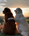 Voici ce que ça donne lorsqu'un couple de chiens profite de l'air frais du lever du soleil. Magique !