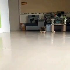 Regardez la démarche de ce chihuahua. Hilarant !