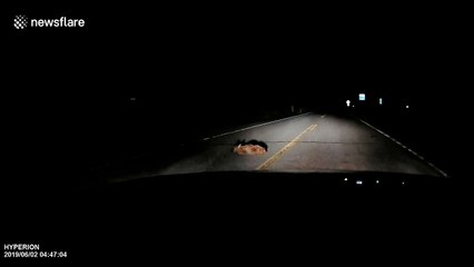 US driver removes elk calf 'playing dead' from middle of road