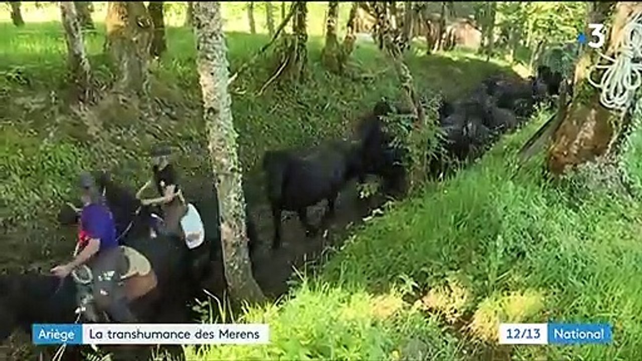 Ariège : la transhumance des chevaux Mérens