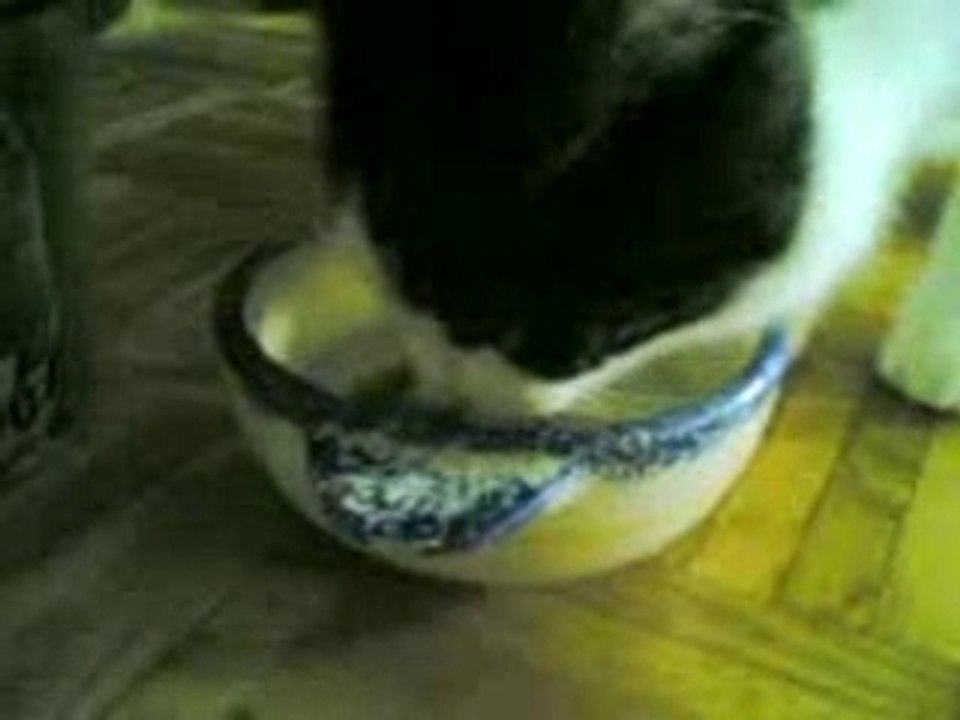 chat adore lejus d'olives