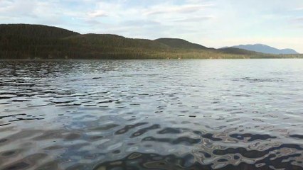 Humpback Whales Spouting Off