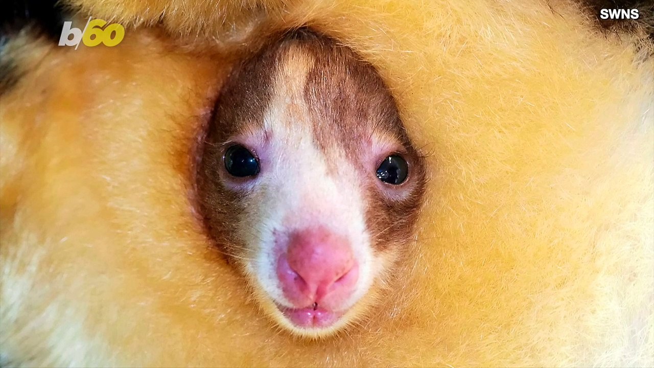 Kangaroo Makes Its Zoo Debut