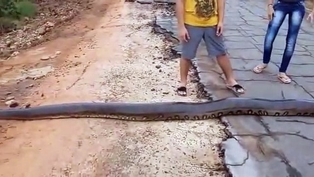 Ils tombent nez à nez avec un anaconda de 6m et viennent le toucher
