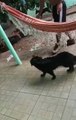 2 chiens jouent avec rat mort mais attendez la fin...