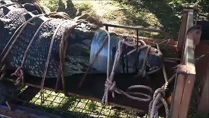 Un alligator géant capturé en floride... Belle bête