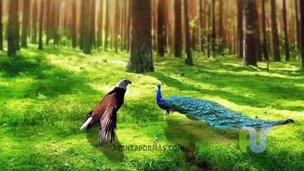 UN VUELO ALTO Y MUY DIFÍCIL VÍDEOS VIRAL, A HIGH FLIGHT AND VERY DIFFICULT VIRAL VIDEOS