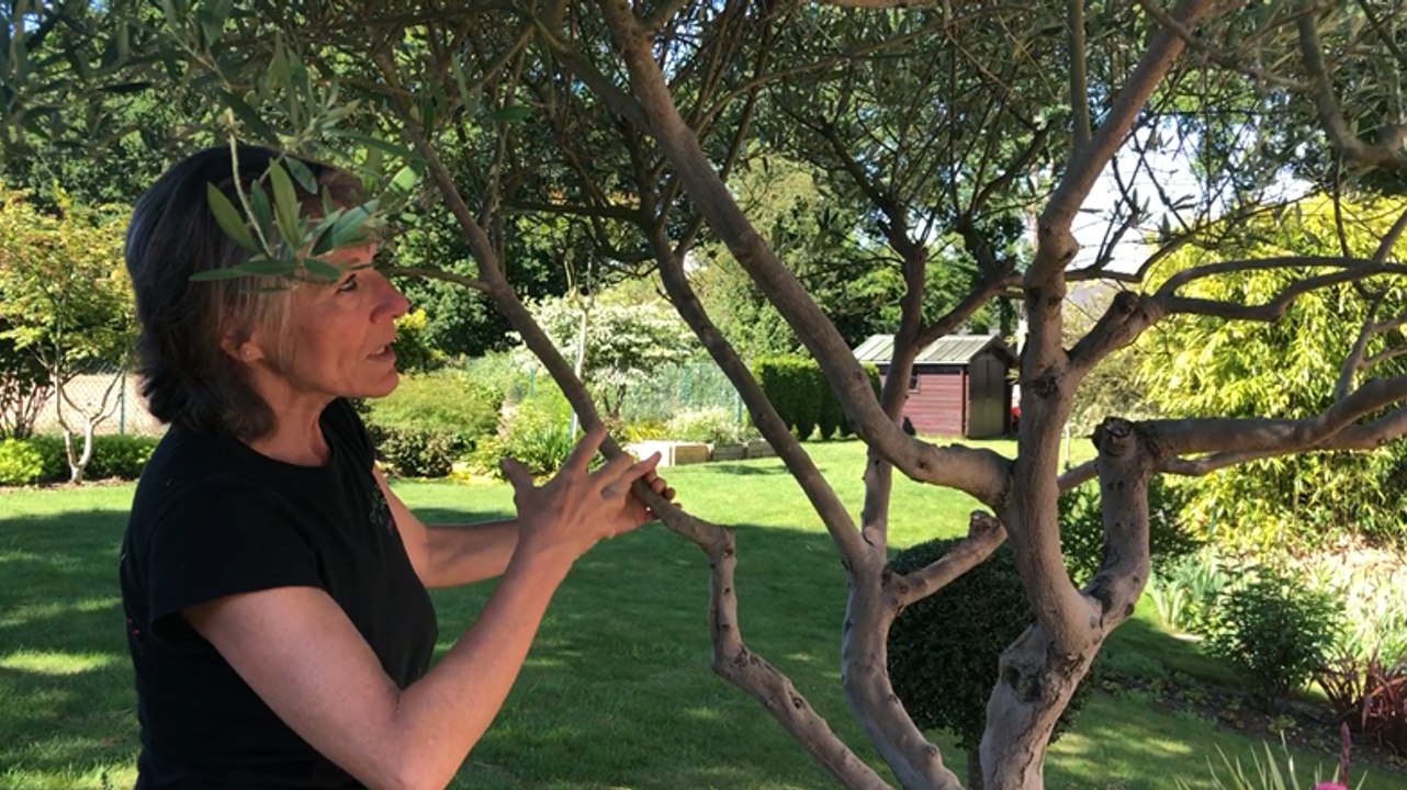Cathy Simon explique comment tailler en transparence