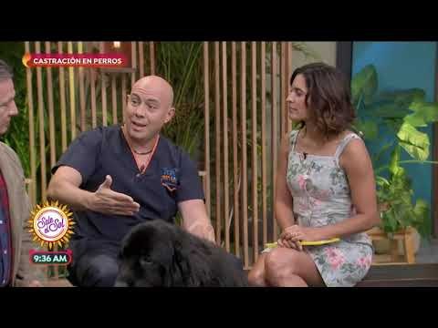 Diferencias entre castración y esterilización en perros | Sale el Sol
