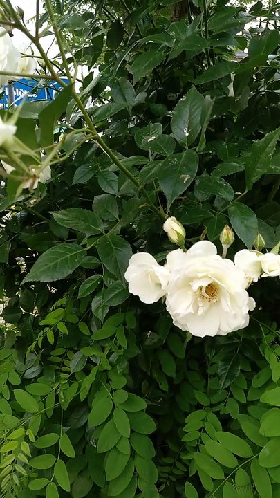 Flowers from Germany