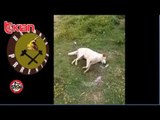 Stop - Prrenjas, fushate per vrasjen e qenve/ Domje, sherr masiv mes nxenesve! (03 qershor 2019)