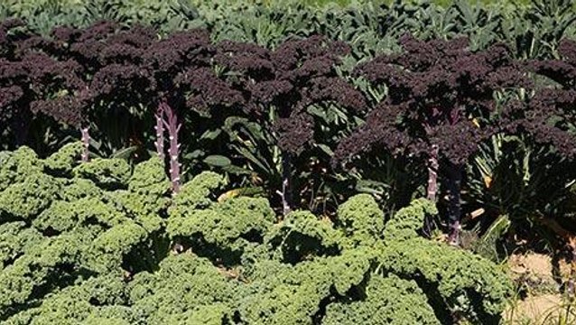 What Does Genetically Modified (GMO) Mean?