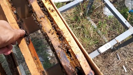 Temmuz Ayında Hazır Ana Arı Verilmesi