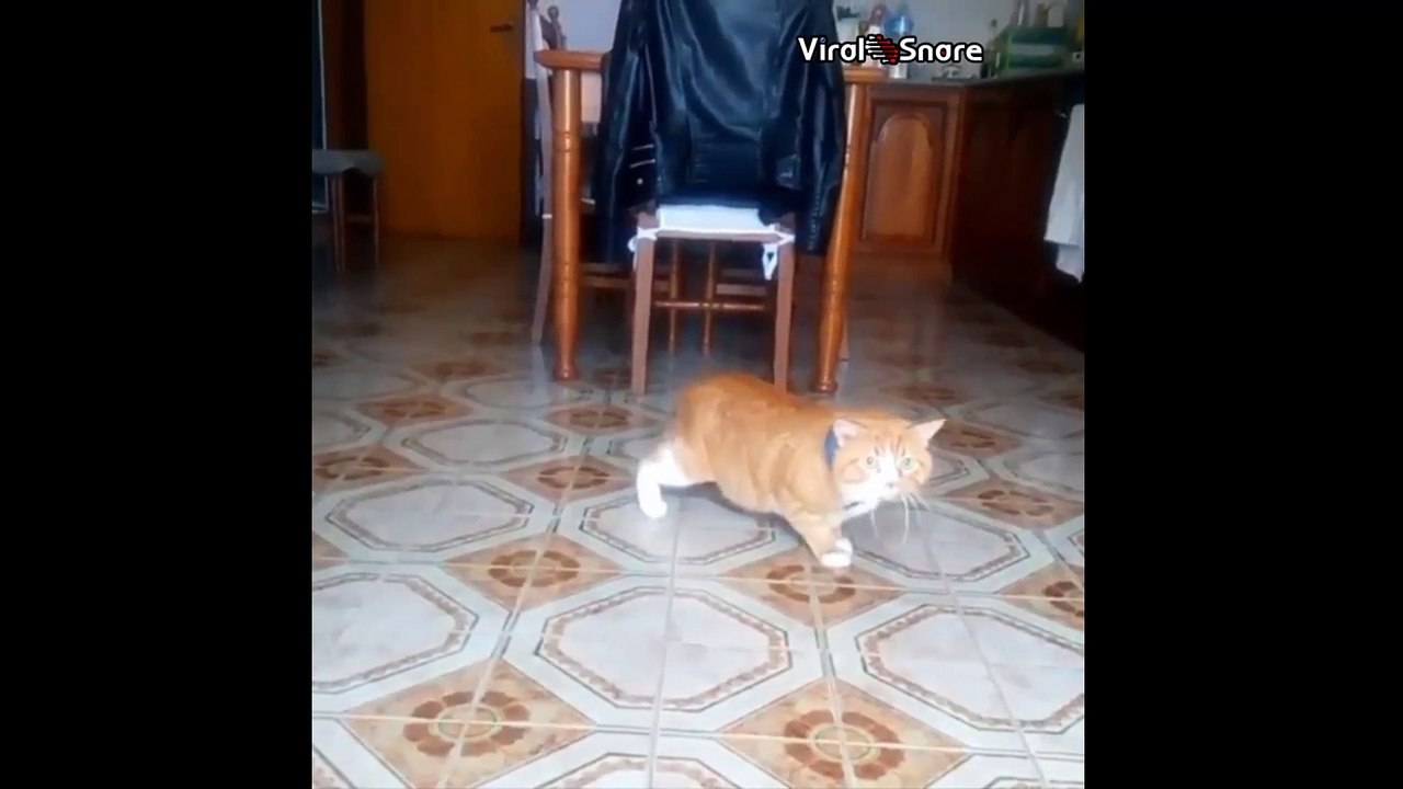 Funny Petrified Cat
