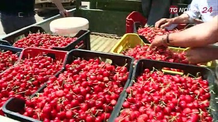 Conversano, la sagra della ciliegia