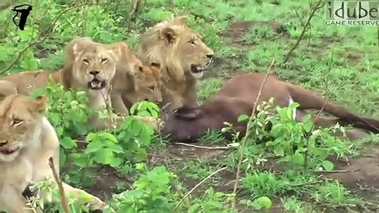 BATTLE AT MARULA (Lions vs Buffalo) (HD)