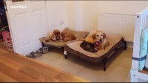 You paw thing: Cat tricks dog with cuddling to kick dog out of own bed