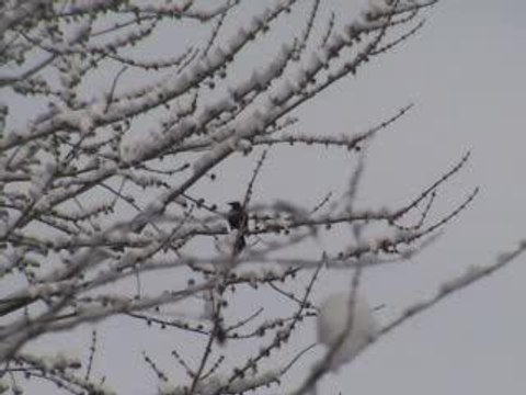 un oiseau dans les branches enneigées