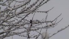 un oiseau dans les branches enneigées