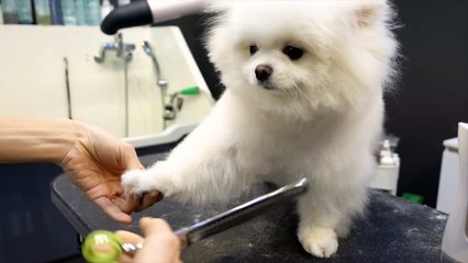 Puppy Pomeranian Grooming Teddy Bear Style